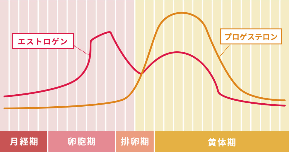エストロゲンとプロゲステロンの増減周期