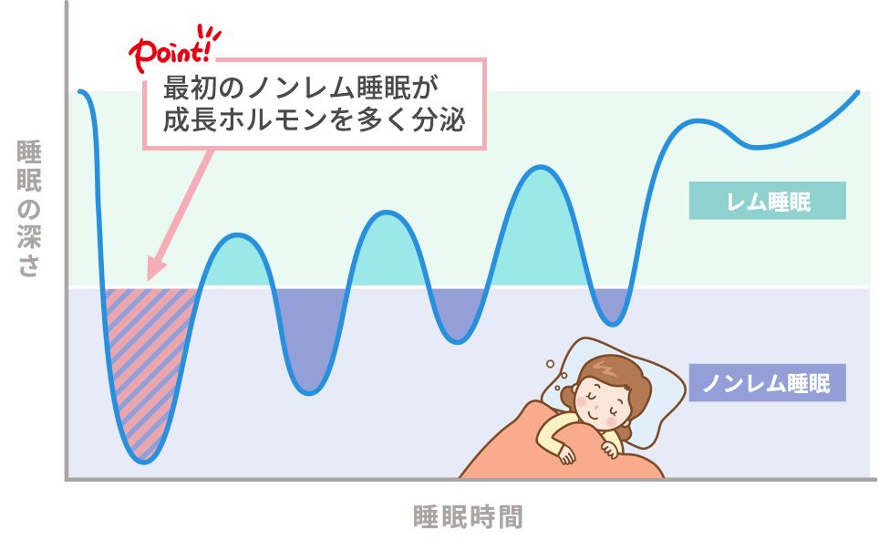 睡眠のサイクルレム睡眠・ノンレム睡眠の図説