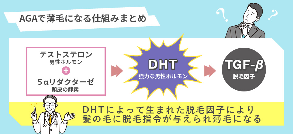 AGAで薄毛になる仕組みまとめ