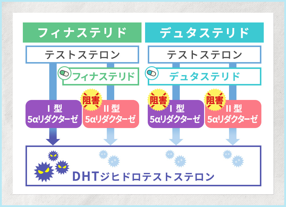 フィナステリドとデュタステリドの作用の図説